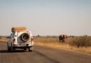 TOP 7 Amazing Places You Can Go on American Safari